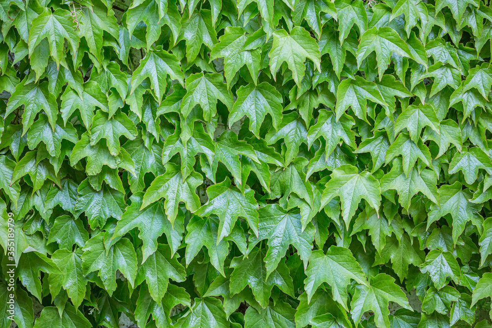 Fototapeta premium Close up of green leaves wall. Nature background