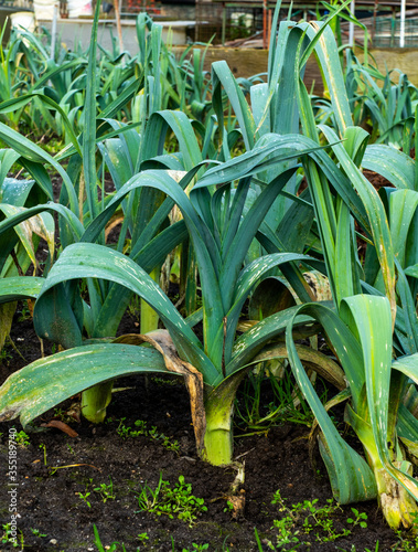 Close up of leek growing  Allium ampeloprasum  