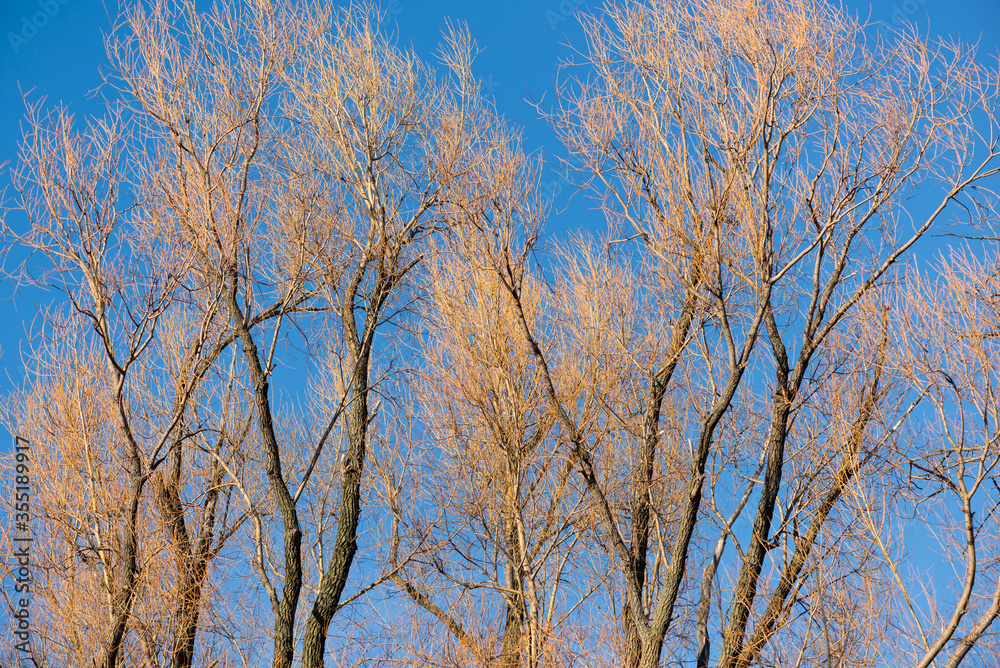 Trees with no leaves and a blue sky as a background Trees with no leaves and a blue sky as a background