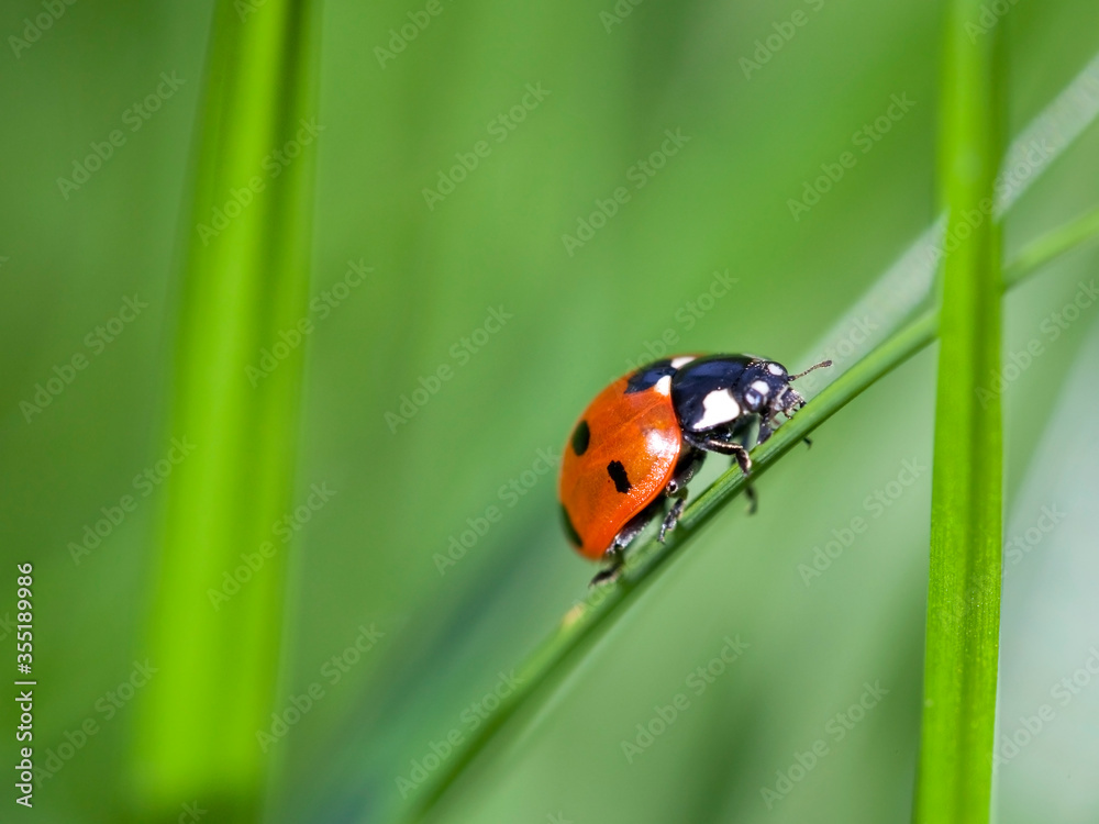 ladybug climbing on green grass ladybug climbing on green grass