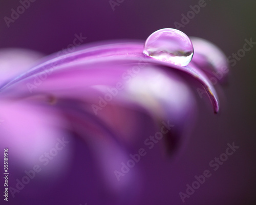 water droplet om purple flower petal