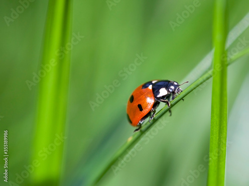ladybug climbing on green grass