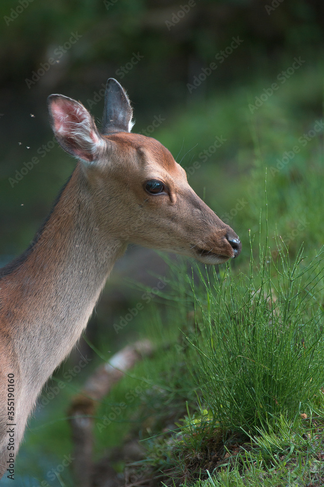 sika deer headshot, beautiful bokeh, blurred background, cool green sika deer headshot, beautiful bokeh, blurred background, cool green