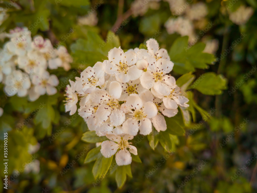 bouquet apple tree blossom bouquet apple tree blossom