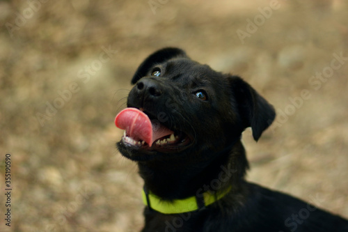 Cute black mix breed smiling happy puppy dog portrait in the forest
