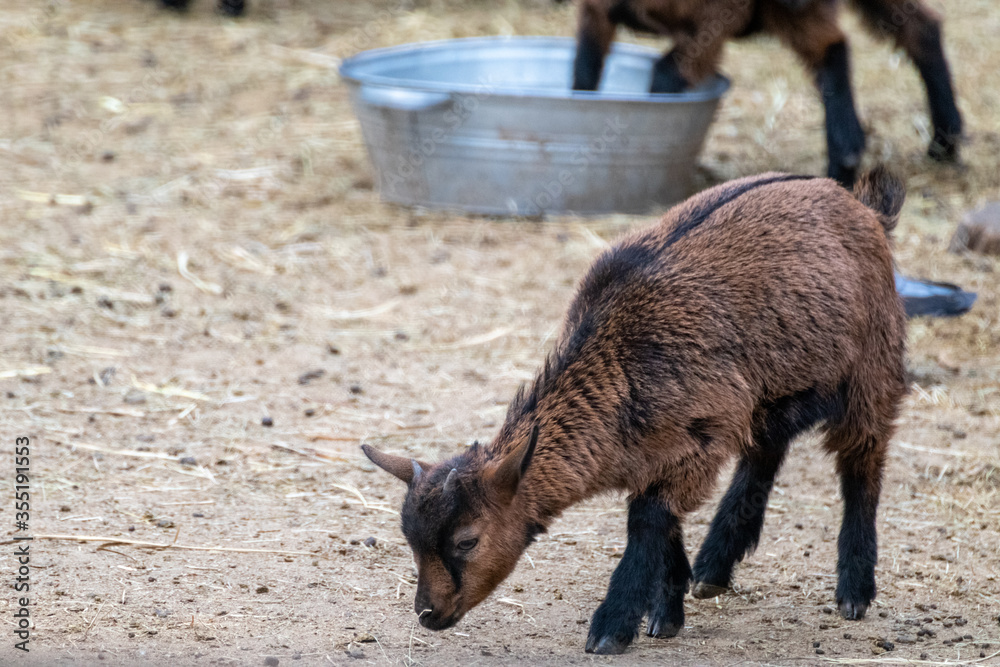 A cute playful baby brown goat standing on straw bedding in an animal farm yard