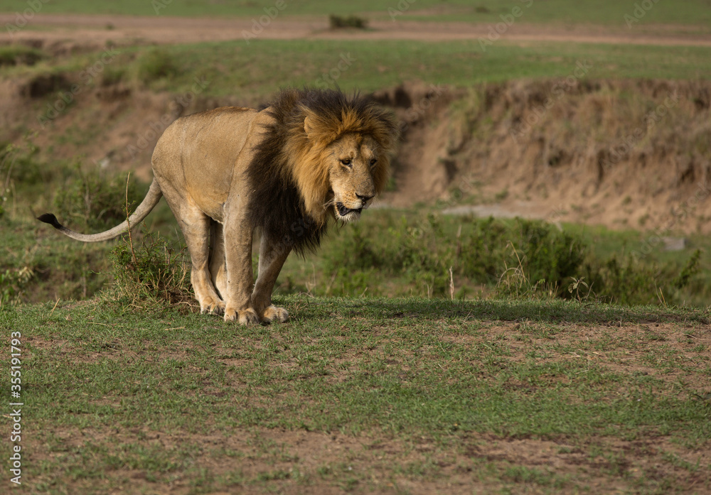Lion relieve itself at Masai Mara, Kenya Lion relieve itself at Masai Mara, Kenya