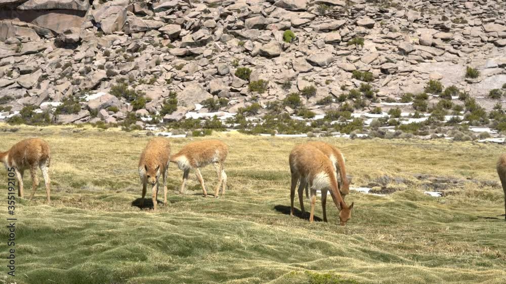 Vicuna Andes mammals grazing pasture at Andes mountains Altiplano meadows, a tranquil wild life scene in the outdoors. Amazing seeing the animals in the wild with its freedom
Vicuna Andes mammals grazing pasture at Andes mountains Altiplano meadows, a tranquil wild life scene in the outdoors. Amazing seeing the animals in the wild with its freedom