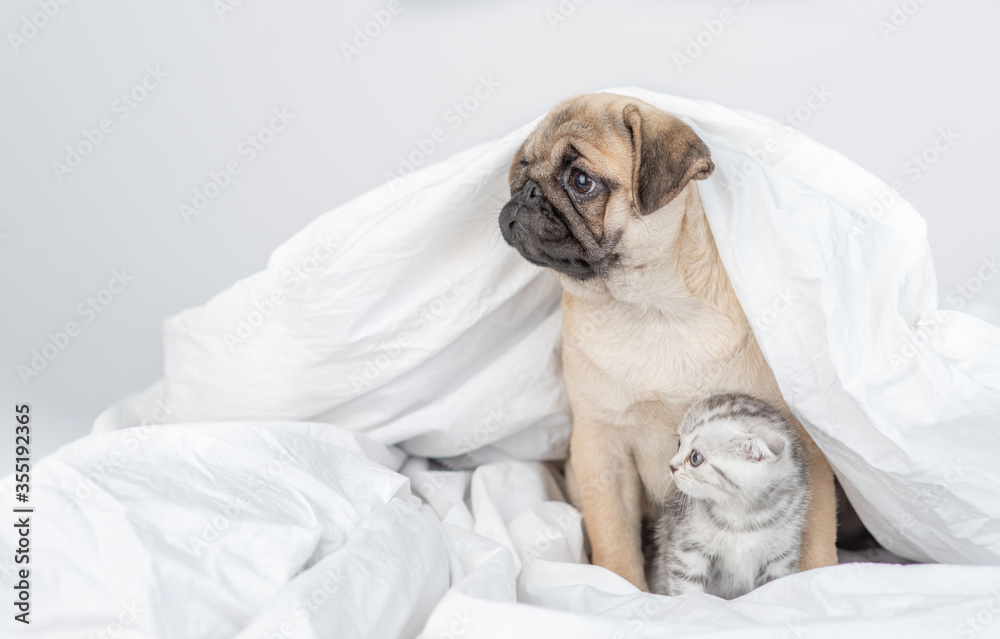 Pug puppy hugs kitten under a warm blanket on a bed at home. Pets look away together on empty space