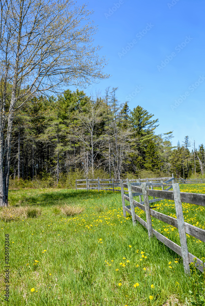 Weathered wooden fence angles in and out of field filled with yellow flowers with blue sky in the background.