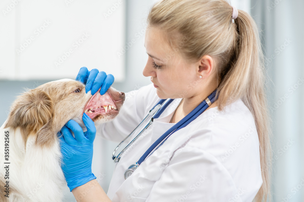 Vet examines a dog's teeth at clinic Vet examines a dog's teeth at clinic
