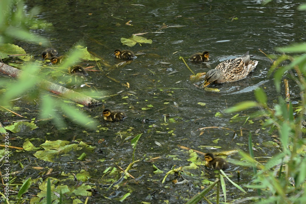 family of wild ducks on the water surface of the city pond family of wild ducks on the water surface of the city pond