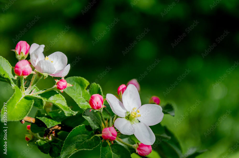 White flowers and pink unopened Apple tree buds White flowers and pink unopened Apple tree buds
