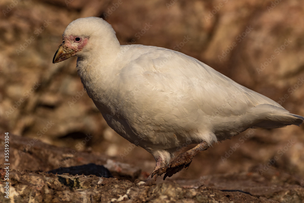 Sheathbill in Antarctica (Chionidae)
