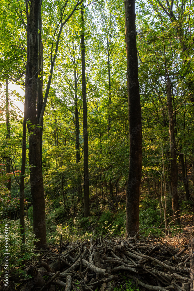 Fototapeta premium 森林