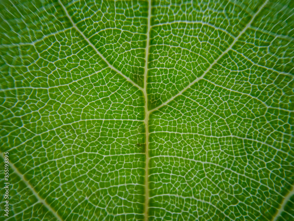 close up texture of green leaf close up texture of green leaf
