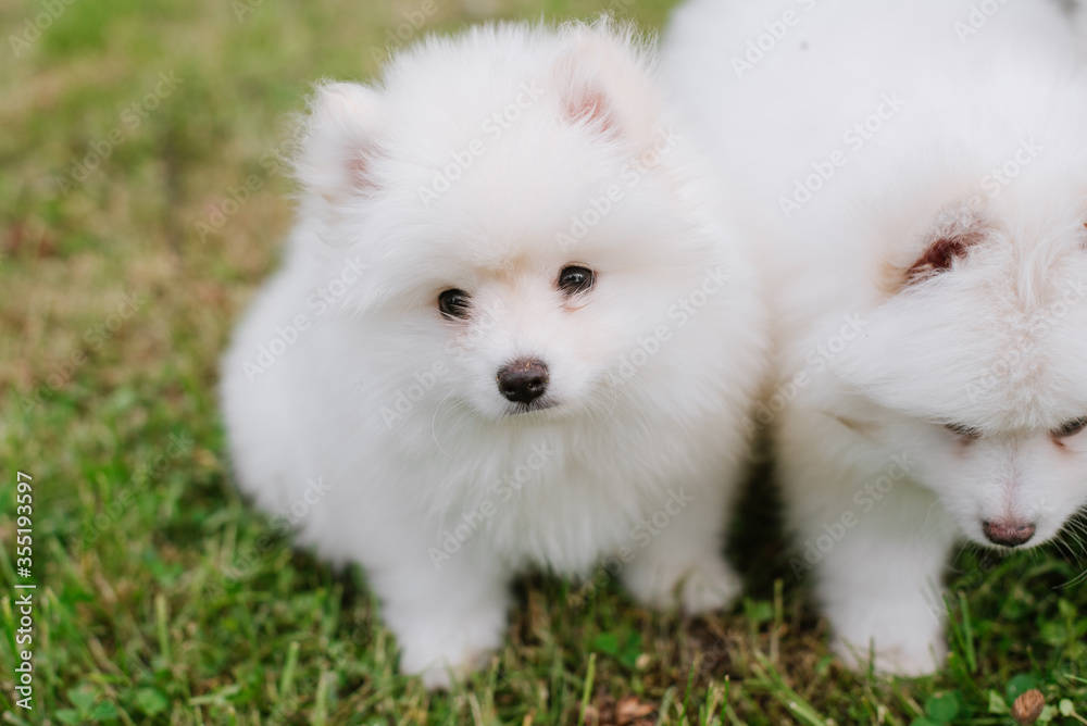 White little puppies playing on green grass during walking in the park. Adorable cute Pomsky Puppy dog , a husky mixed with a pomeranian spitz White little puppies playing on green grass during walking in the park. Adorable cute Pomsky Puppy dog , a husky mixed with a pomeranian spitz