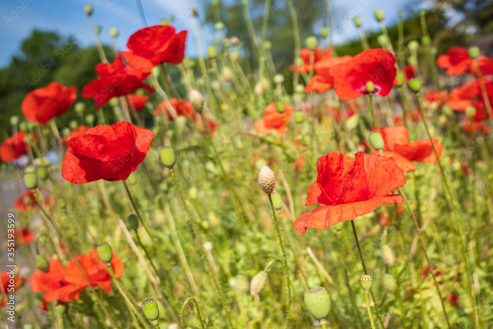 field of red poppies and blue sky