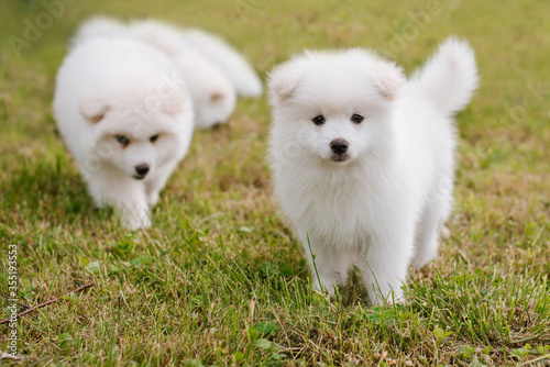 White little puppies playing on green grass during walking in the park. Adorable cute Pomsky Puppy dog , a husky mixed with a pomeranian spitz © rostyslav84