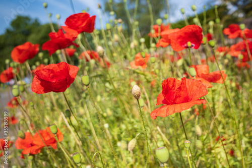 field of red poppies and blue sky