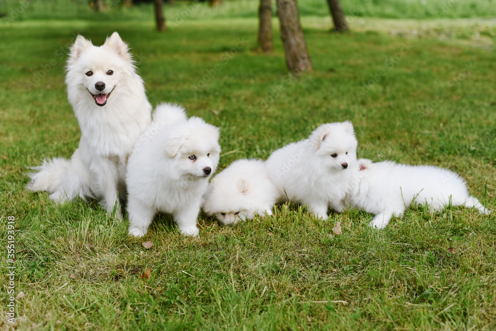 White little puppies playing on green grass during walking in the park. Adorable cute Pomsky Puppy dog , a husky mixed with a pomeranian spitz White little puppies playing on green grass during walking in the park. Adorable cute Pomsky Puppy dog , a husky mixed with a pomeranian spitz