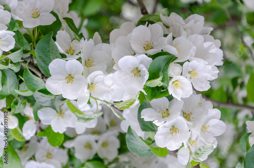 Blooming white Apple tree in the garden. © Alex Images