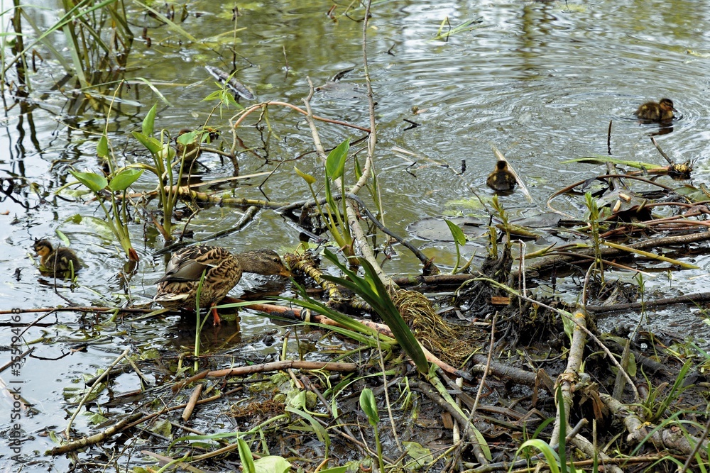 Fototapeta premium family of wild ducks on the water surface of the city pond