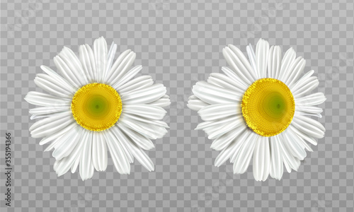 Chamomile, daisy flowers isolated on transparent background. Vector realistic set of camomile blossom with white petals and yellow pollen. Spring marguerite, garden or wild floral plant