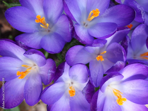 Fototapeta Naklejka Na Ścianę i Meble -  Purple Crocus Flowers