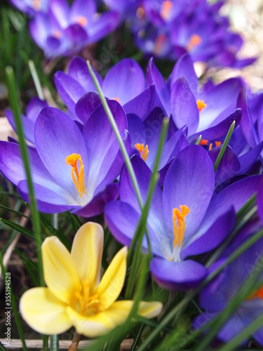 Purple Crocus Flowers