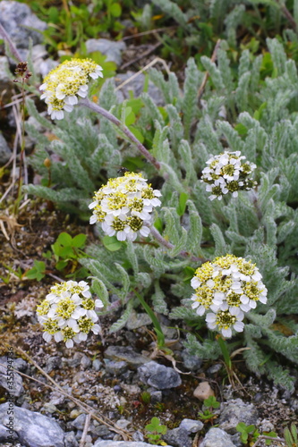 Quadro em tela Zwerg- Schafgarbe, Achillea nana