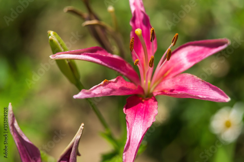 pink lily flower