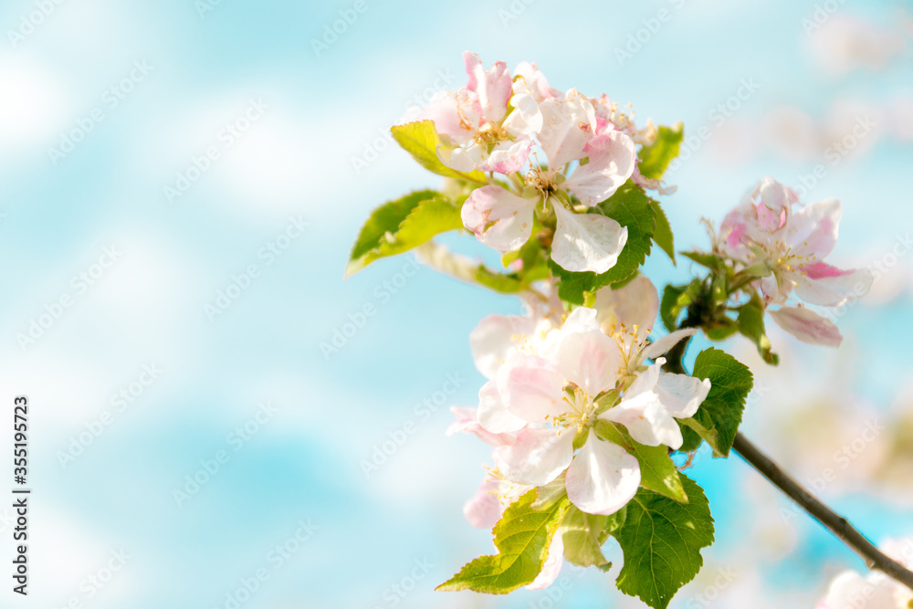 Obraz premium Closeup of branches of apple blossom on a blue background, blurred background, close up, selective focus
