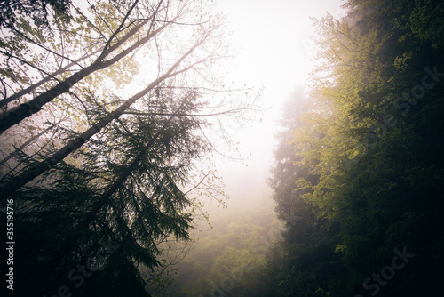 upward view of trees in fog and mist