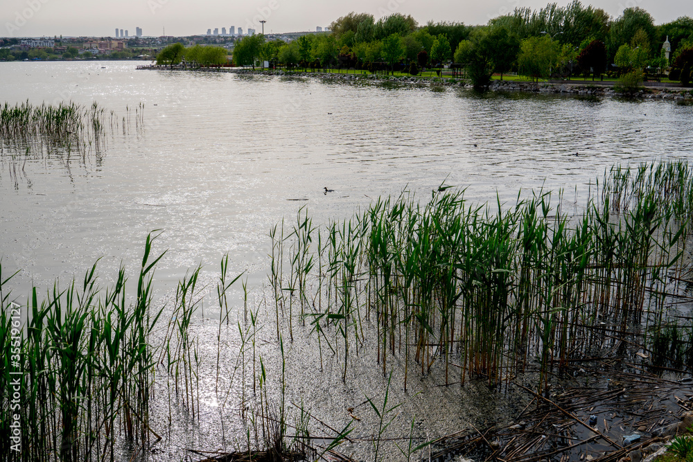 Obraz premium The reeds of lake and enviromental pollition