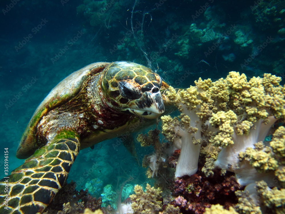 Sea turtles, Great Reef Turtle Bissa. Sea turtles, Great Reef Turtle Bissa.