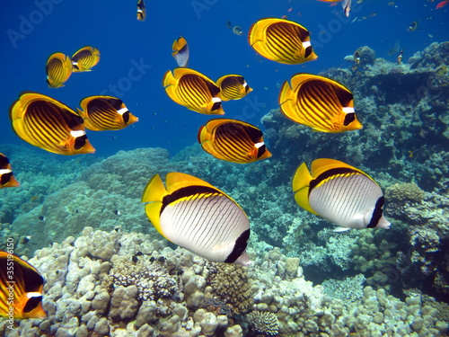 Butterfly fish on the Red Sea reef.