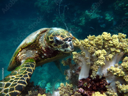 Sea turtles  Great Reef Turtle Bissa.