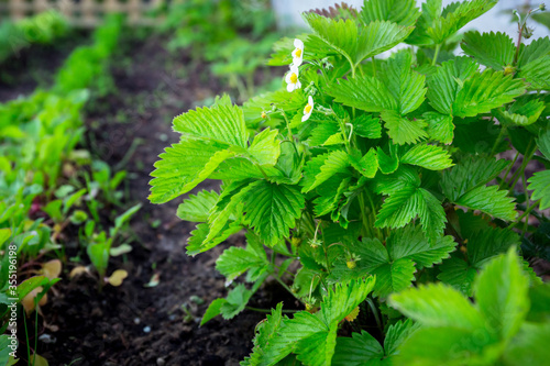 Wallpaper Mural Strawberries planted in the garden Torontodigital.ca