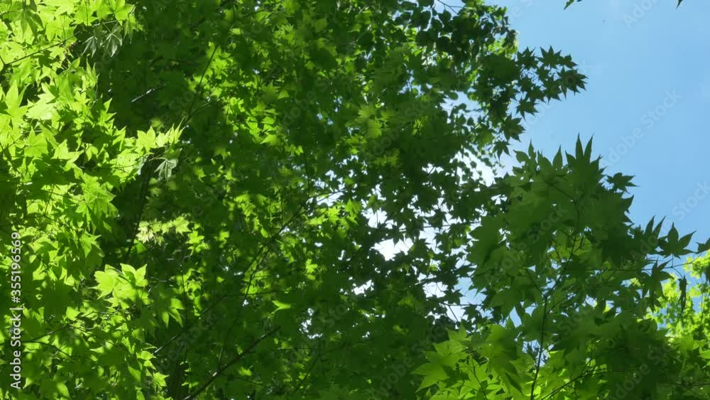 夏の森 夏の森