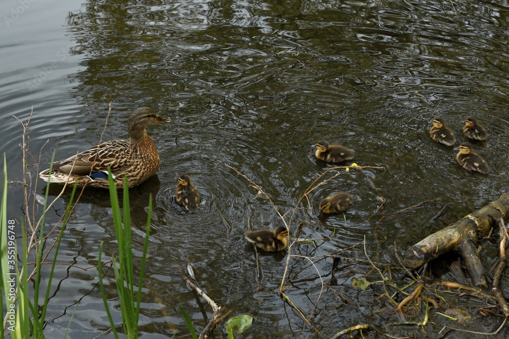 family of wild ducks on the water surface of the city pond family of wild ducks on the water surface of the city pond