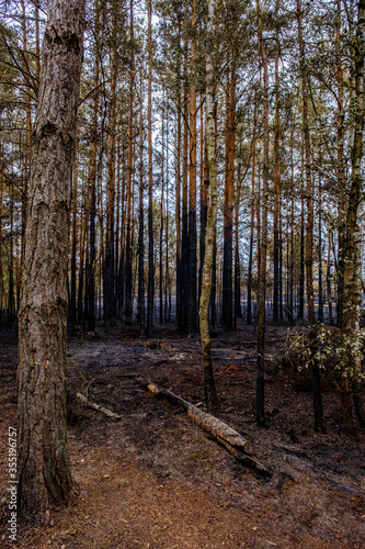 Fire at Thursley Common nature reserve. photo