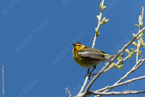 Fotografie, Obraz A Cape May warbler sings against a blue sky