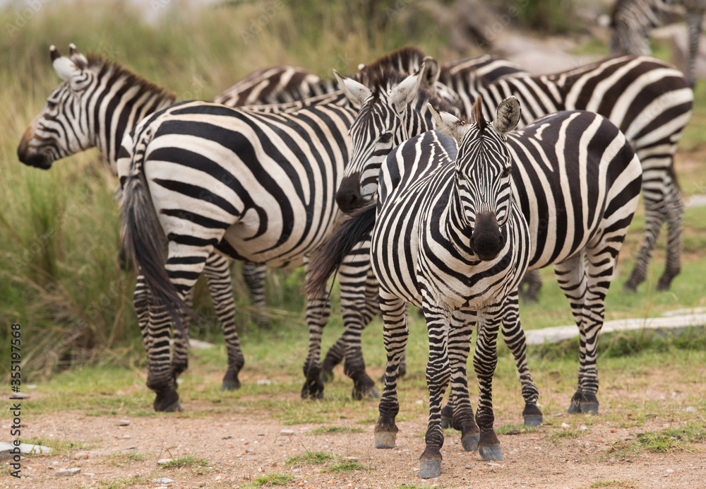 Zebras on the banck of river at Masai Mara, Kenya Zebras on the banck of river at Masai Mara, Kenya