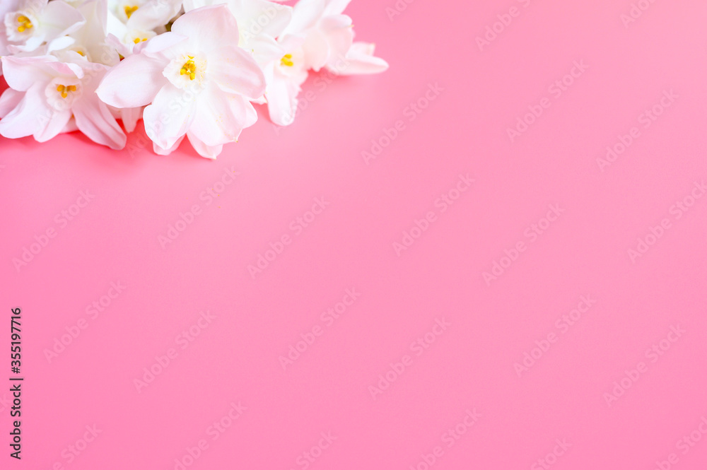 a bouquet of flowers narcisses white color in full bloom on a pink background with space for text