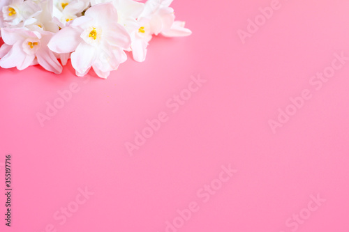 a bouquet of flowers narcisses white color in full bloom on a pink background with space for text © Ksenia