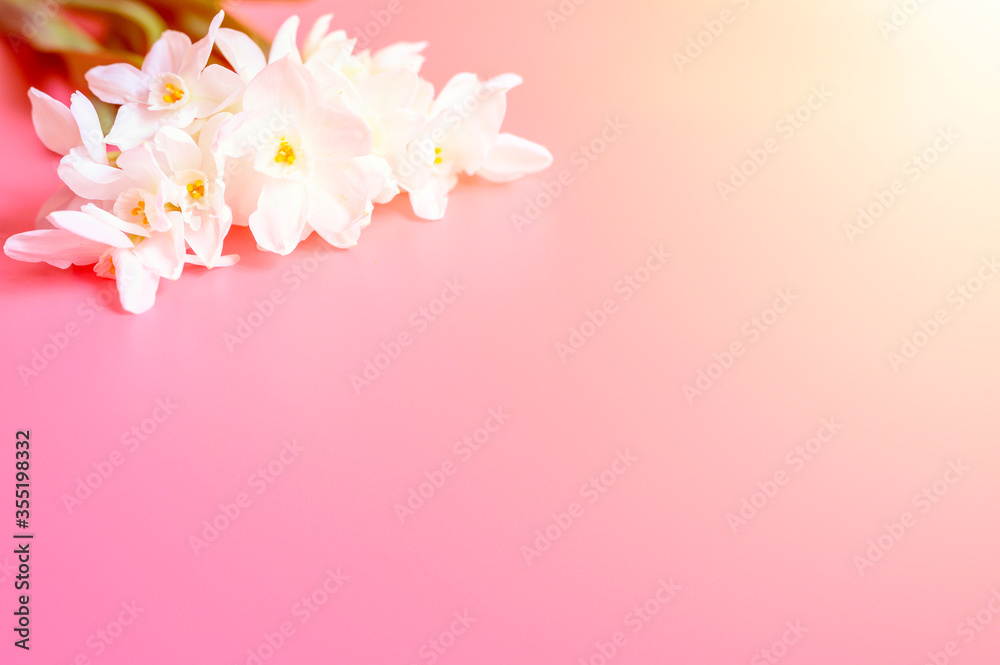 Naklejka premium a bouquet of flowers narcisses white color in full bloom on a pink background with space for text. flare