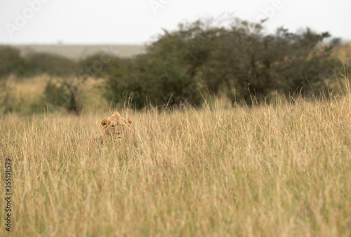 A Lion in the mid of tall grass at Masai Mara, Kenya