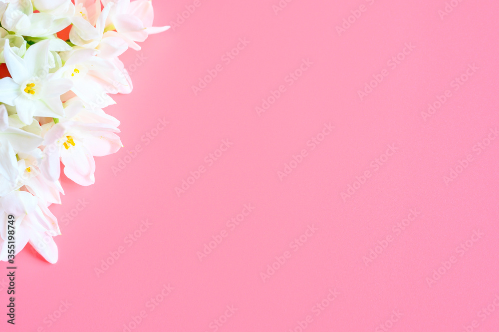 a bouquet of flowers narcisses white color in full bloom on a pink background with space for text