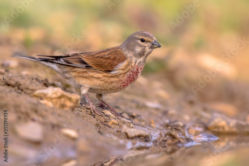 Common linnet on bank